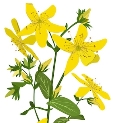 Зверобой лекарственный травяной цветок ботаническое растение трава тутсана  | Премиум векторы
